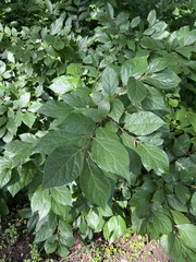 Calycanthus floridus