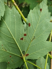 Aceria pseudoplatani