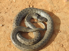 Macroprotodon brevis ibericus