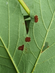 Aceria pseudoplatani