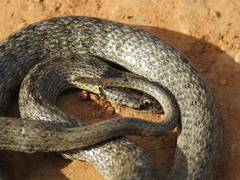 Macroprotodon brevis ibericus