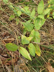 Polygonatum odoratum