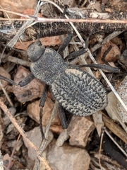 Philolithus morbillosus