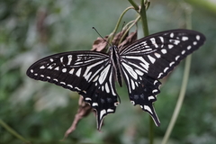 Papilio xuthus