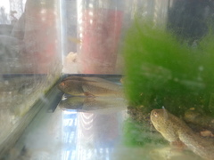 Lithobates catesbeianus