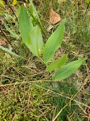 Polygonatum odoratum