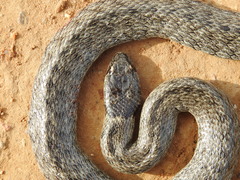 Macroprotodon brevis ibericus