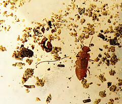 Metopsia