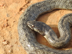 Macroprotodon brevis ibericus