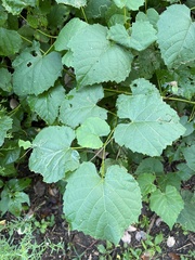 Vitis vulpina