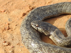 Macroprotodon brevis ibericus