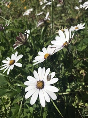 Dimorphotheca