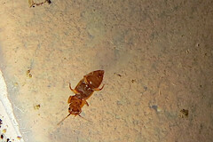 Metopsia