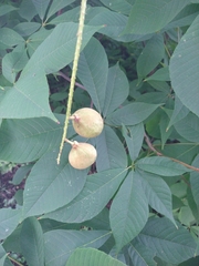 Aesculus parviflora