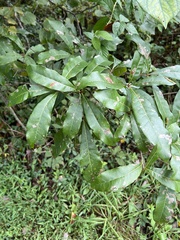 Quercus imbricaria