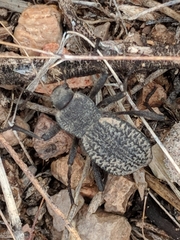 Philolithus morbillosus