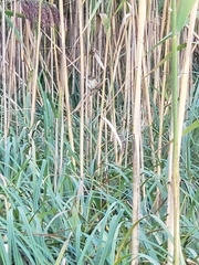 Cistothorus palustris