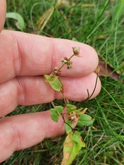 Fallopia