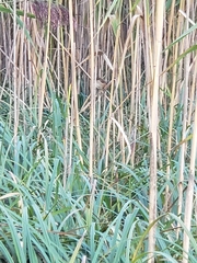 Cistothorus palustris