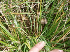Psilocybe semilanceata