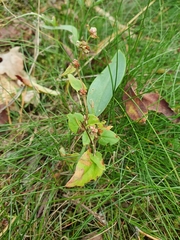 Fallopia