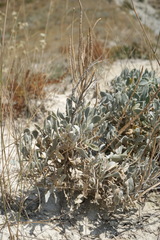 Matthiola odoratissima
