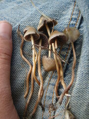 Psilocybe semilanceata