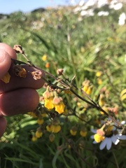 Hermannia multiflora