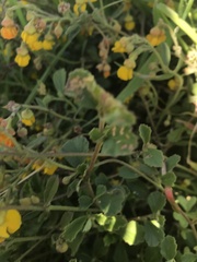 Hermannia multiflora