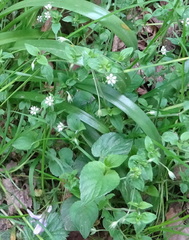 Moehringia trinervia