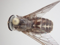 Tabanus fulvicallus