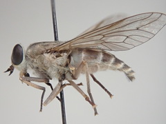 Tabanus fulvicallus
