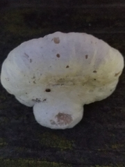 Entoloma abortivum