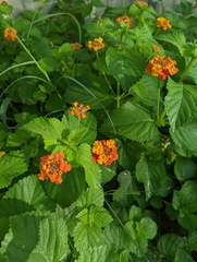 Lantana urticoides