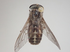 Tabanus fulvicallus