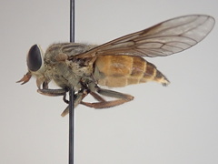 Hybomitra epistates