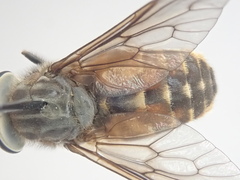 Hybomitra epistates
