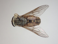 Hybomitra epistates
