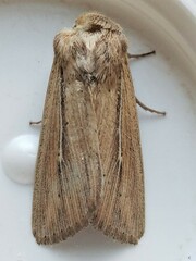 Leucania phragmitidicola