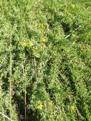 Limbarda crithmoides