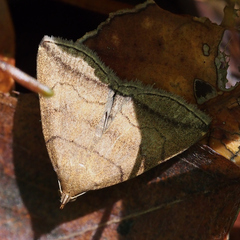 Zanclognatha griselda