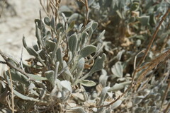 Matthiola odoratissima