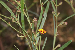 Daviesia leptophylla