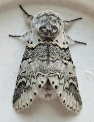 Furcula occidentalis