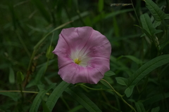 Calystegia pubescens