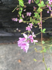 Lespedeza procumbens