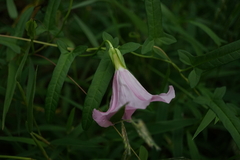 Calystegia pubescens
