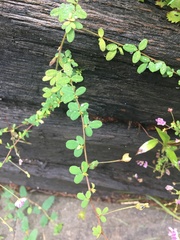 Lespedeza procumbens