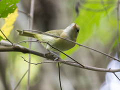 Pachysylvia aurantiifrons