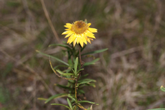 Xerochrysum viscosum